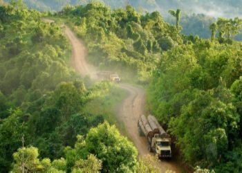 Fighting Deforestation On Borneo