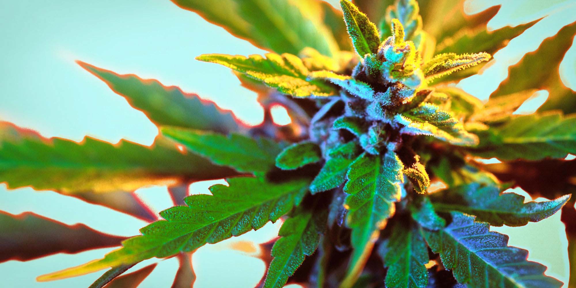Mangoes - The Secret To Unlocking Marijuana's True Potential?
