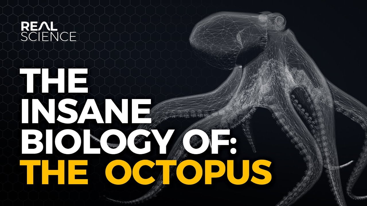 The Biology of the Octopus