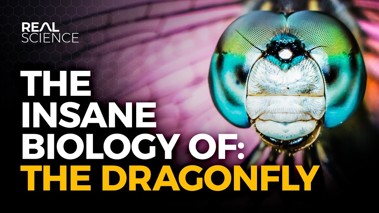 The Biology of the Dragonfly
